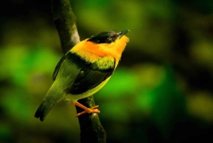 Manuel Antonio: Excursión al Puente y la Cascada del Parque Rainmaker