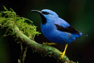 Manuel Antonio: Excursión al Puente y la Cascada del Parque Rainmaker