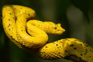 Manuel Antonio: Excursión al Puente y la Cascada del Parque Rainmaker