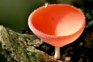 Manuel Antonio: Excursión al Puente y la Cascada del Parque Rainmaker