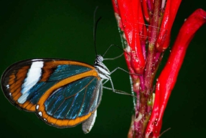 Manuel Antonio: Excursión al Puente y la Cascada del Parque Rainmaker