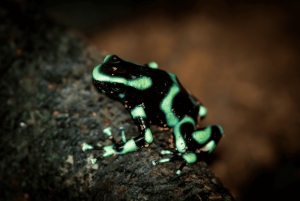Manuel Antonio: Excursión al Puente y la Cascada del Parque Rainmaker