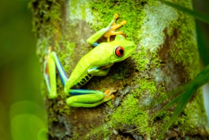 Manuel Antonio: Excursión al Puente y la Cascada del Parque Rainmaker