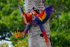 Manuel Antonio: Scarlet Macaw Tour with Professional Photos