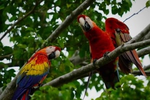 Manuel Antonio: Scarlet Macaw Tour with Professional Photos