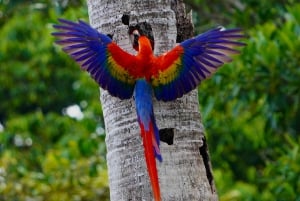 Manuel Antonio: Scarlet Macaw Tour with Professional Photos