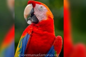 Manuel Antonio: Scarlet Macaw Tour with Professional Photos