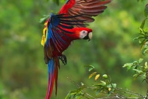 Manuel Antonio: Scarlet Macaw Tour with Professional Photos