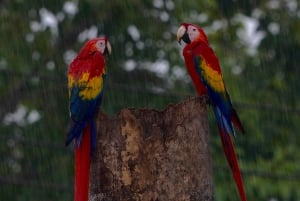 Manuel Antonio: Scarlet Macaw Tour with Professional Photos