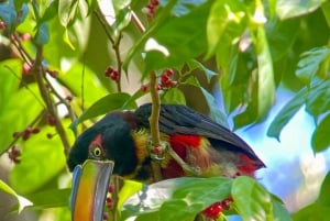 Manuel Antonio: Scarlet Macaw Tour with Professional Photos