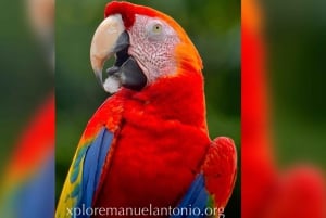 Manuel Antonio: Scarlet Macaw Tour with Professional Photos