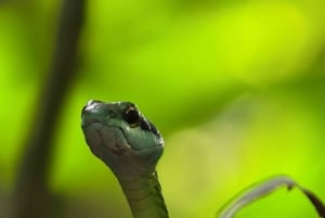 Manuel Antonio: Jaettu yökierros metsäkokemuksena