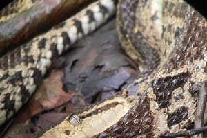Manuel Antonio: Jaettu yökierros metsäkokemuksena