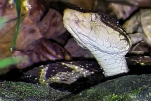 Manuel Antonio: Jaettu yökierros metsäkokemuksena