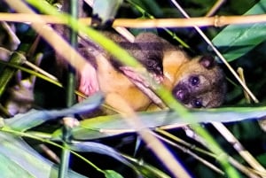 Manuel Antonio: Jaettu yökierros metsäkokemuksena