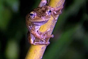 Manuel Antonio: Jaettu yökierros metsäkokemuksena