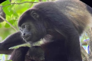 Manuel Antonio, erikoistunut yksityinen kierros