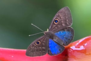 PRIVATE TOUR Manuel Antonio park