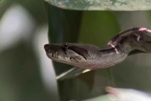 Manuel Antonio, spezialisierte private Tour