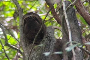 PRIVATE TOUR Manuel Antonio park