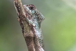 Manuel Antonio, spezialisierte private Tour