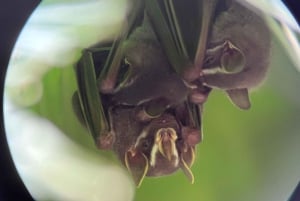 Manuel Antonio, tour privato specializzato