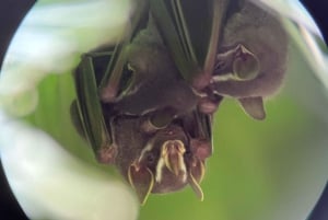 Manuel Antonio, tour privato specializzato