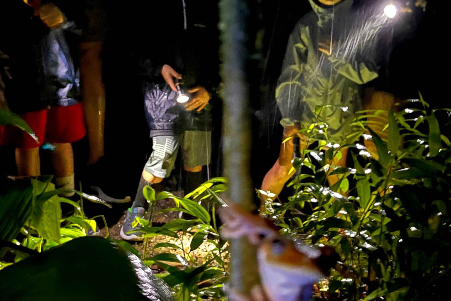 Manuel Antonio Step into the wild after dark