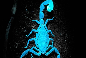 Manuel Antonio Step into the wild after dark