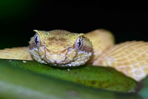 Manuel Antonio Step into the wild after dark