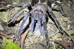 Manuel Antonio Step into the wild after dark