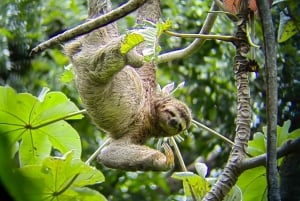 Manuel Antonio: the best tour to see sloths in Manuel Antonio Park