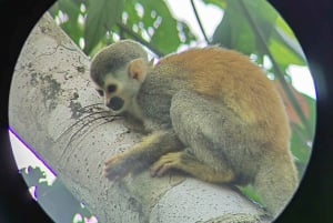 Manuel Antonio: the best tour to see sloths in Manuel Antonio Park