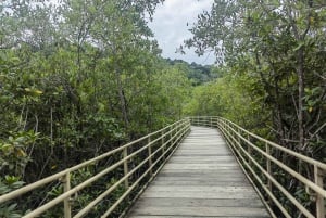 Manuel Antonio: the best tour to see sloths in Manuel Antonio Park