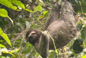 Manuel Antonio: the best tour to see sloths in Manuel Antonio Park