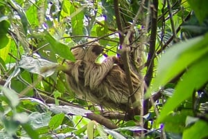 Manuel Antonio: the best tour to see sloths in Manuel Antonio Park