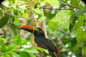 Manuel Antonio: the best tour to see sloths in Manuel Antonio Park