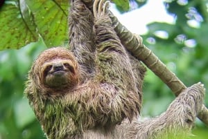 Manuel Antonio: the best tour to see sloths in Manuel Antonio Park