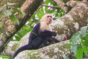 Manuel Antonio: the best tour to see sloths in Manuel Antonio Park