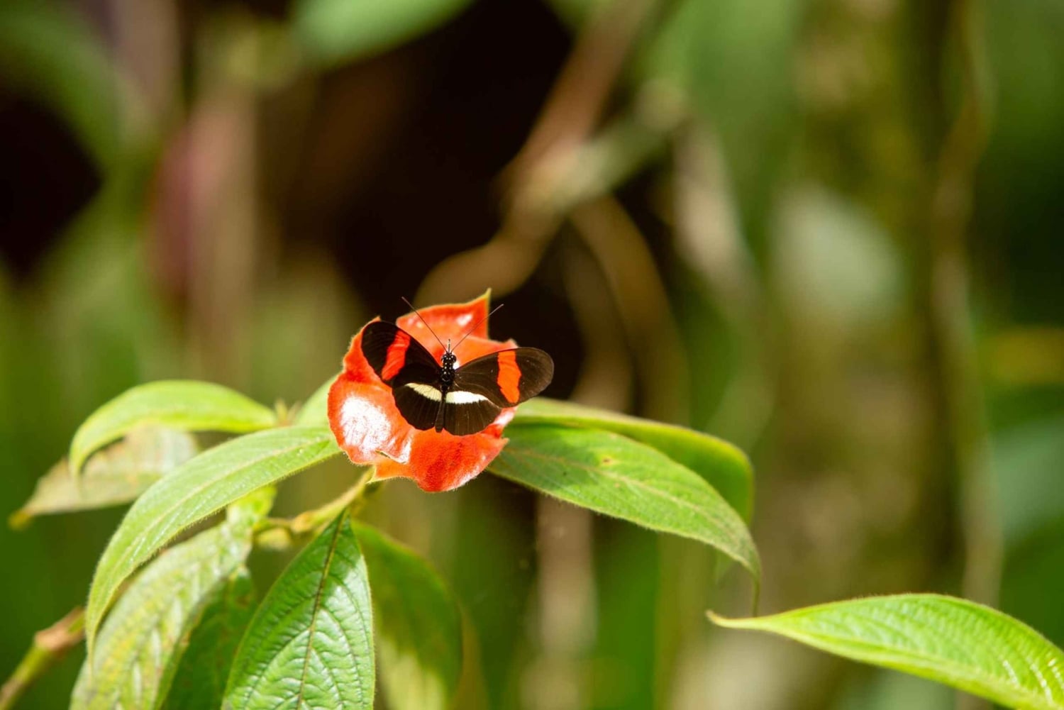 Мануэль Антонио: тур со специями на вилле «Ваниль»