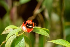 Мануэль Антонио: тур со специями на вилле «Ваниль»