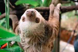 Manuel Antonio: Volunteer for a Day at a Wildlife Sanctuary