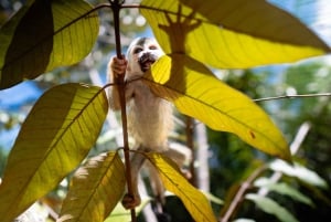 Manuel Antonio: Volunteer for a Day at a Wildlife Sanctuary