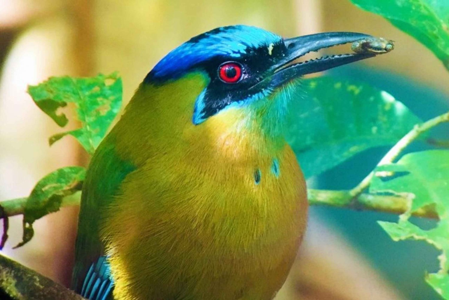 Manuel Antonio: Tour della fauna e della spiaggia nel Parco Nazionale
