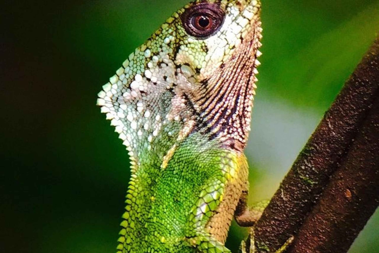 Manuel Antonio: Wycieczka do Parku Narodowego z dziką przyrodą i plażą