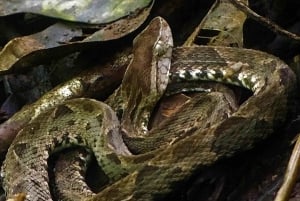 Manuel Antonio: Tour della fauna e della spiaggia nel Parco Nazionale