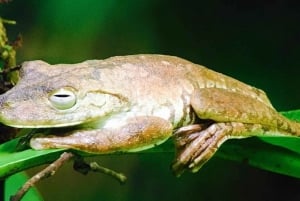 Manuel Antonio: Tour della fauna e della spiaggia nel Parco Nazionale