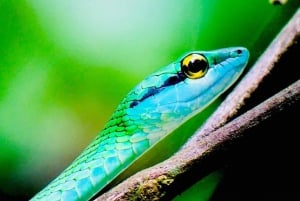 Manuel Antonio: Tour della fauna e della spiaggia nel Parco Nazionale