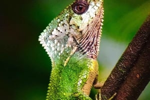 Manuel Antonio: Tour della fauna e della spiaggia nel Parco Nazionale
