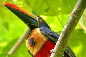 Manuel Antonio: Tour della fauna e della spiaggia nel Parco Nazionale